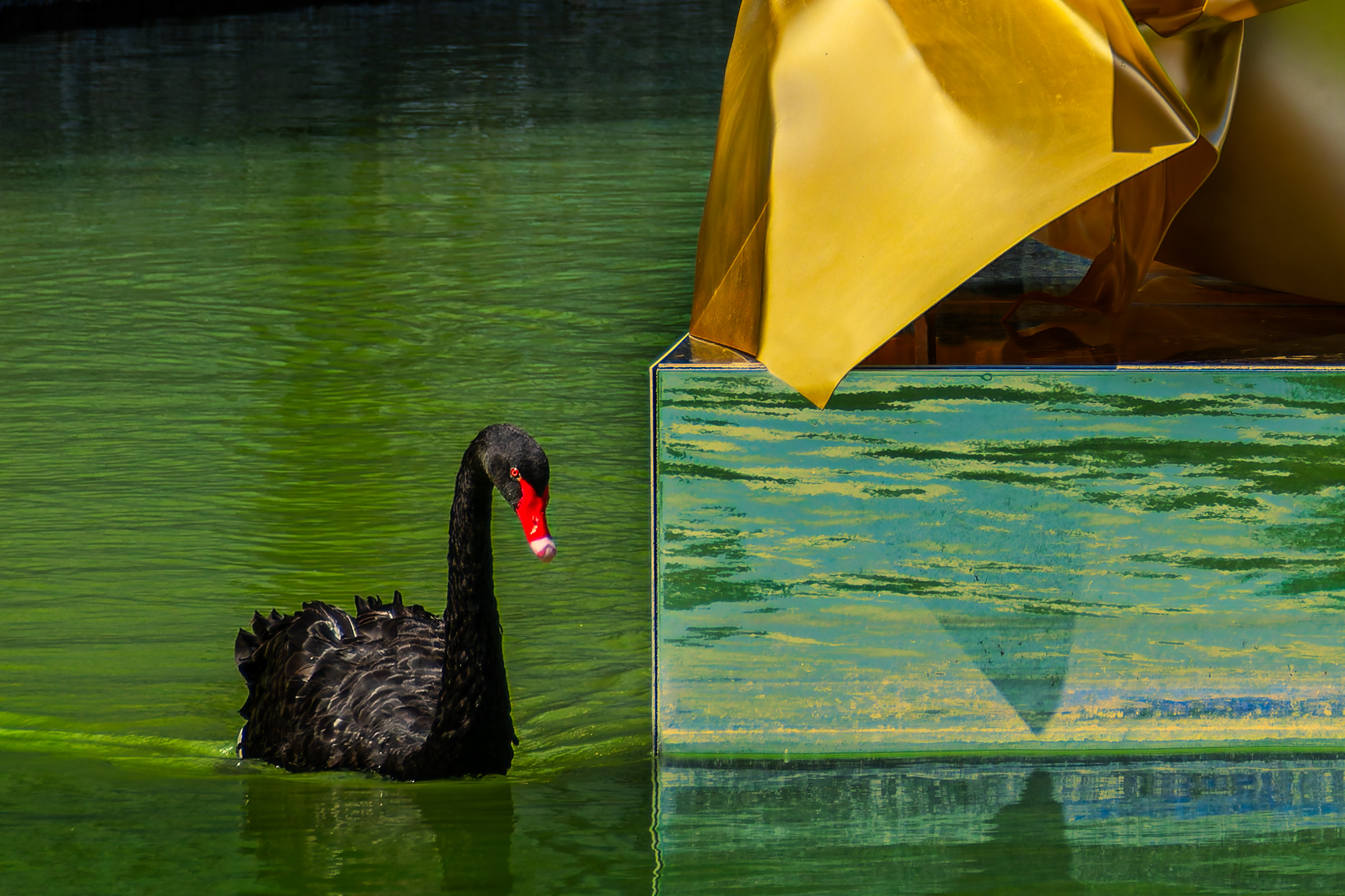 The Black Swan